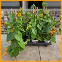 Afbeelding van Kp13 Thunbergia piramide Duocolor